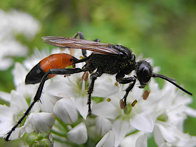 Gemeine Sandwespe (Ammophila sabulosa)