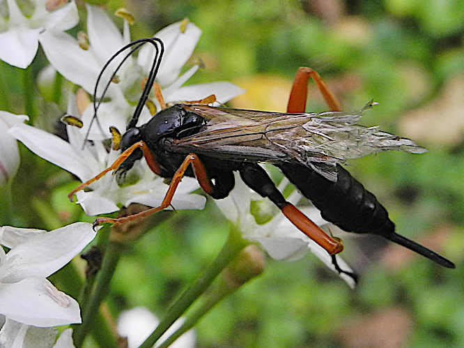 Schwarze Eulenraupen-Schlupfwespe (Pimpla rufipes)