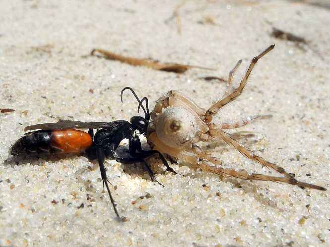 Wegwespe (unbestimmt) (Pompilidae indet.)