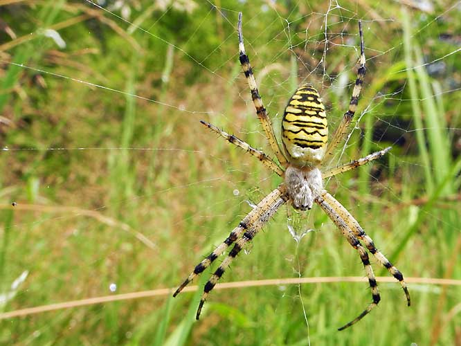 Wespenspinne (Argiope bruennichi)